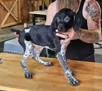 Asher, a male Cane Corso and German Shorthaired Pointer for sale in Allardt, TN – 1 of 3