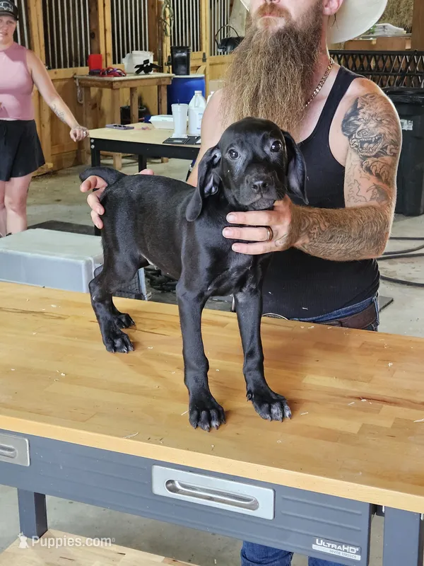 Coal – Cane Corso, German Shorthaired Pointer puppy for sale in Allardt, TN