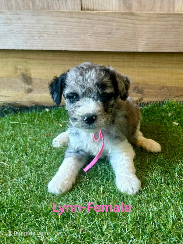 Lynn – Miniature Aussiedoodle puppy for sale in Allardt, TN