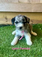Lynn, a female Miniature Aussiedoodle for sale in Allardt, TN – 1 of 1
