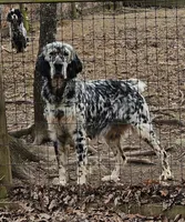Kenny, a male English Setter for sale in Allardt, TN – 3 of 3