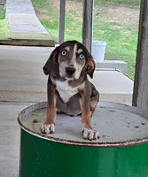 Axel, a male Catahoula Leopard Dog for sale in Allardt, TN – 2 of 3