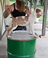 Dolly, a male Catahoula Leopard Dog for sale in Allardt, TN – 2 of 2