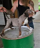 Boone, a male Catahoula Leopard Dog for sale in Allardt, TN – 2 of 3
