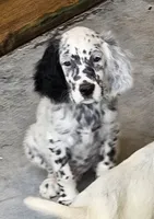 Peter, a male English Setter for sale in Allardt, TN – 1 of 3