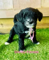 Shelby, a female Miniature Aussiedoodle for sale in Allardt, TN – 1 of 1