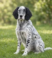 Quinton, a male English Setter for sale in Allardt, TN – 1 of 5