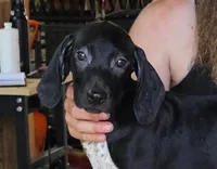 Asher, a male Cane Corso and German Shorthaired Pointer for sale in Allardt, TN – 3 of 3