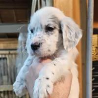 Earl, a male English Setter for sale in Allardt, TN – Photo 2 of 6