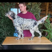Earl, a male English Setter for sale in Allardt, TN – Photo 4 of 6