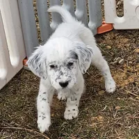 Earl, a male English Setter for sale in Allardt, TN – Photo 1 of 6