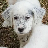 Earl, a male English Setter for sale in Allardt, TN – Photo 6 of 6