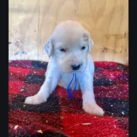 Earl, a male English Setter for sale in Allardt, TN – Photo 3 of 6