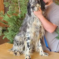 Earl, a male English Setter for sale in Allardt, TN – Photo 5 of 6