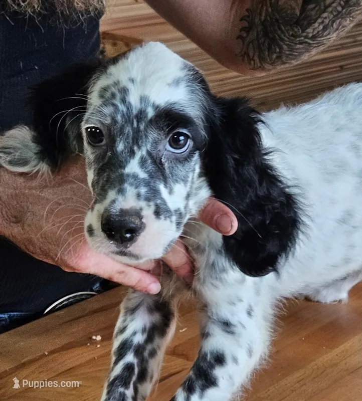Quinton – English Setter puppy for sale in Allardt, TN