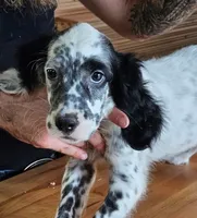 Quinton, a male English Setter for sale in Allardt, TN – 1 of 3