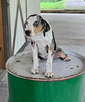 Cammie, a male Catahoula Leopard Dog for sale in Allardt, TN – 1 of 3