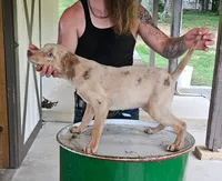 Ellie, a male Catahoula Leopard Dog for sale in Allardt, TN – 1 of 3