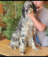 Nikki, a female English Setter for sale in Allardt, TN – 2 of 3