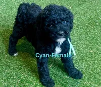 Patty, a female Poodle - Standard  for sale in Allardt, TN – Photo 5 of 5