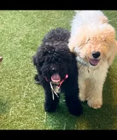 Patty, a female Poodle - Standard  for sale in Allardt, TN – Photo 2 of 5