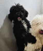 Patty, a female Poodle - Standard  for sale in Allardt, TN – Photo 4 of 5