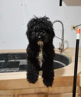 Patty, a female Poodle - Standard  for sale in Allardt, TN – Photo 3 of 5