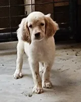 Millie, a female English Setter for sale in Allardt, TN – 1 of 3