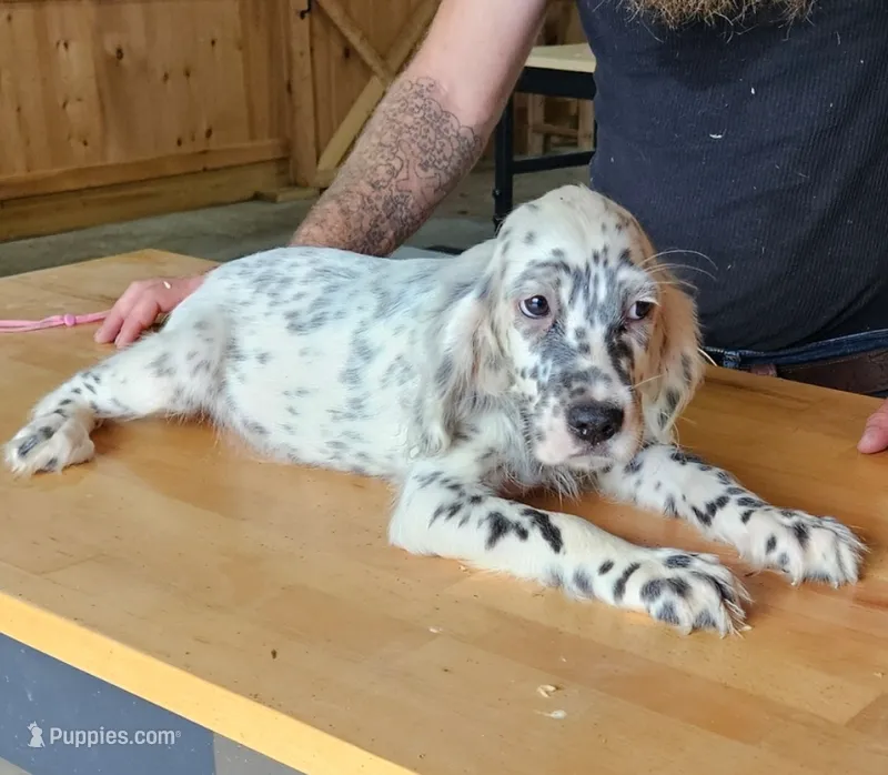 Hattie – English Setter puppy for sale in Allardt, TN
