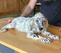 Hattie, a female English Setter for sale in Allardt, TN – 1 of 3