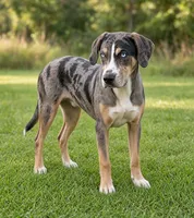 Axel, a male Catahoula Leopard Dog for sale in Allardt, TN – 2 of 2