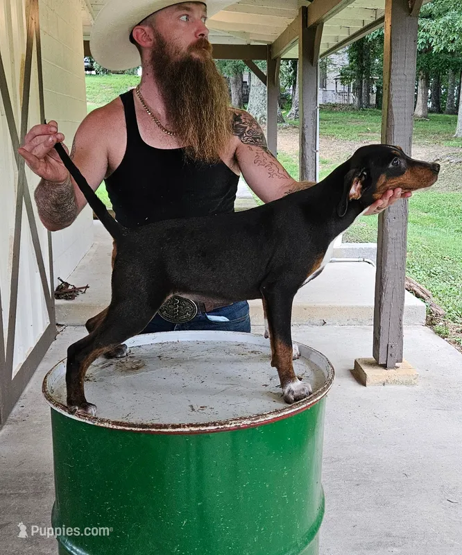 Faleen – Catahoula Leopard Dog puppy for sale in Allardt, TN