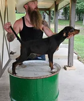 Faleen, a male Catahoula Leopard Dog for sale in Allardt, TN – 1 of 2