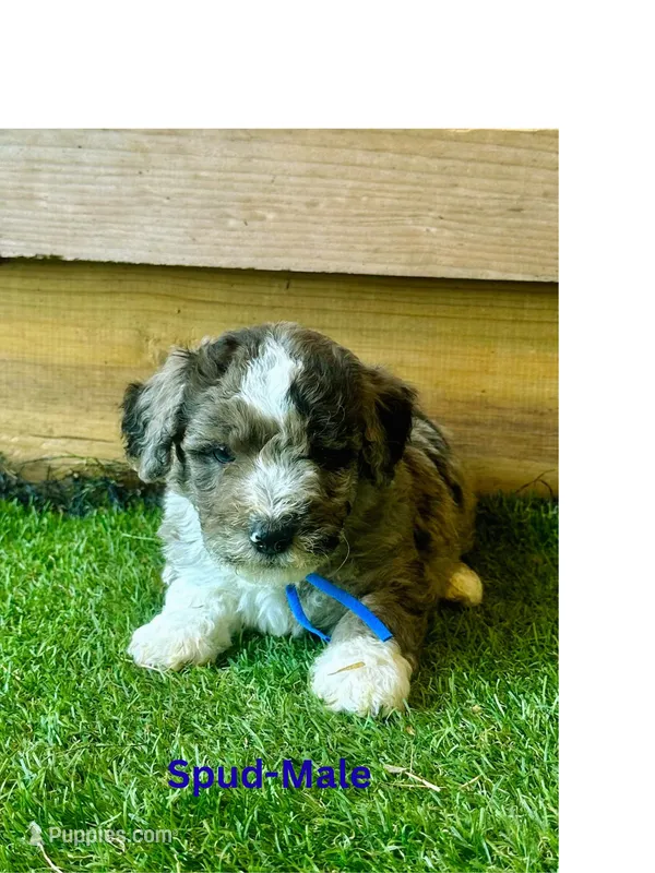 Spud – Miniature Aussiedoodle puppy for sale in Allardt, TN