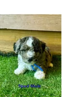 Spud, a male Miniature Aussiedoodle for sale in Allardt, TN – 1 of 1