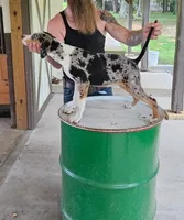 Cammie, a male Catahoula Leopard Dog for sale in Allardt, TN – 3 of 3