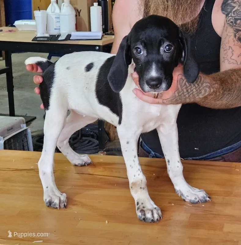 Clairee – Cane Corso, German Shorthaired Pointer puppy for sale in Allardt, TN