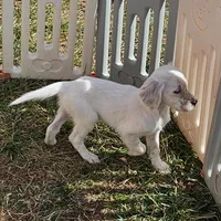 Emmy, a female English Setter for sale in Allardt, TN – Photo 9 of 10