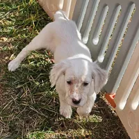 Emmy, a female English Setter for sale in Allardt, TN – Photo 7 of 10