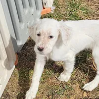 Emmy, a female English Setter for sale in Allardt, TN – Photo 8 of 10