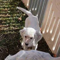 Emmy, a female English Setter for sale in Allardt, TN – Photo 6 of 10