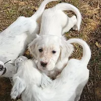 Emmy, a female English Setter for sale in Allardt, TN – Photo 1 of 10