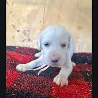 Emmy, a female English Setter for sale in Allardt, TN – Photo 5 of 10