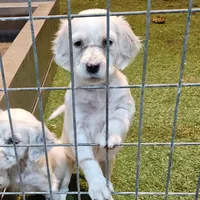 Emmy, a female English Setter for sale in Allardt, TN – Photo 2 of 10