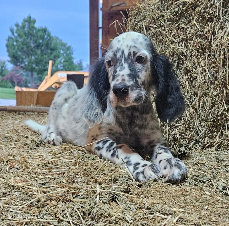 Gabby – English Setter puppy for sale in Allardt, TN