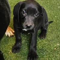 Ellie, a female Catahoula Leopard Dog and Weimaraner for sale in Allardt, TN – Photo 1 of 3