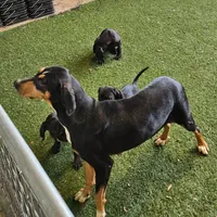 Ellie, a female Catahoula Leopard Dog and Weimaraner for sale in Allardt, TN – Photo 3 of 3