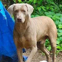 Ellie, a female Catahoula Leopard Dog and Weimaraner for sale in Allardt, TN – Photo 2 of 3