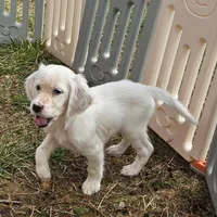 Eddie, a male English Setter for sale in Allardt, TN – Photo 1 of 7