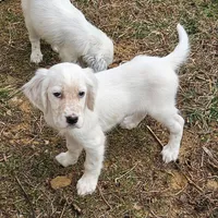 Eddie, a male English Setter for sale in Allardt, TN – Photo 7 of 7